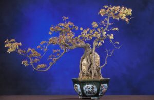 gods-bonsai